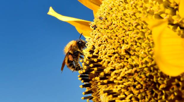 Ireland’s motorways and railways to become bee-friendly to save them from extinction