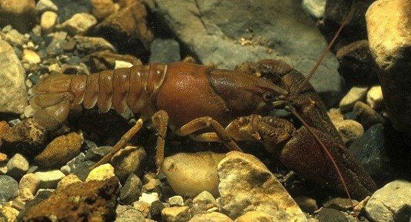 Crayfish are under threat in Ireland